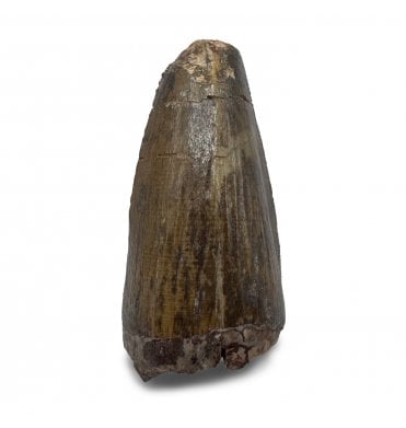 Cretaceous Crocodile Tooth from Judith River Formation, USA (SKU V9198):- Leidyosuchus Canadensis