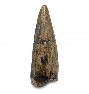 Cretaceous Crocodile Tooth from Kem Kem, Morocco (SKU V8910):- Elosuchus chieferensis