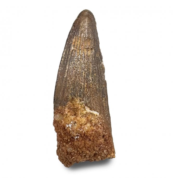 Cretaceous Crocodile Tooth from Kem Kem, Morocco (SKU V8980):- Elosuchus chieferensis