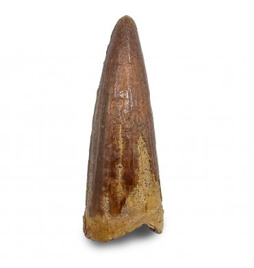 Cretaceous Crocodile Tooth from Kem Kem, Morocco (SKU V8982):- Elosuchus chieferensis