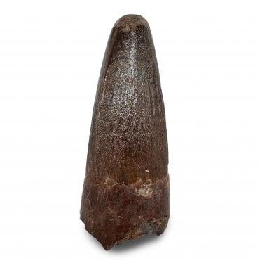 Cretaceous Crocodile Tooth from Kem Kem, Morocco (SKU V8983):- Elosuchus chieferensis