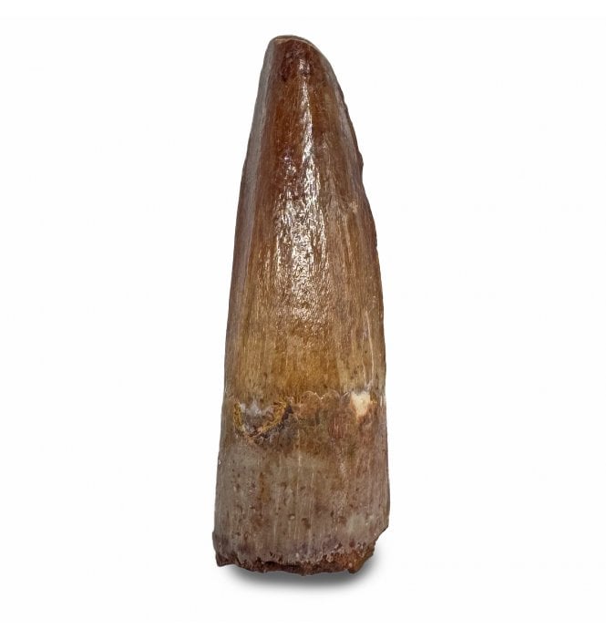 Cretaceous Crocodile Tooth from Kem Kem, Morocco (SKU V9045):- Elosuchus chieferensis