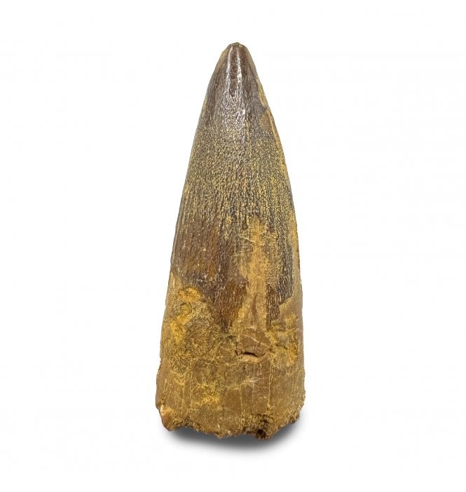 Cretaceous Crocodile Tooth from Kem Kem, Morocco (SKU V9202):- Elosuchus chieferensis