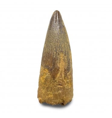 Cretaceous Crocodile Tooth from Kem Kem, Morocco (SKU V9202):- Elosuchus chieferensis