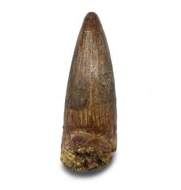 Cretaceous Crocodile Tooth from Kem Kem, Morocco (SKU V9203):- Elosuchus chieferensis