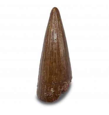 Cretaceous Crocodile Tooth from Kem Kem, Morocco (SKU V9204):- Elosuchus chieferensis