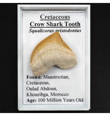 Cretaceous Crow Shark Tooth (SKU G51):- Squalicorax pristodontus