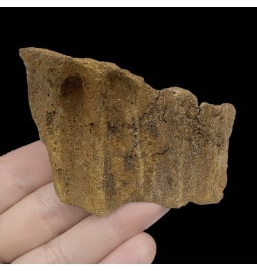 Cretaceous Dinosaur Ceratopsian Partial Jaw from South Dakota, USA (SKU V5607):- Triceratops horridus