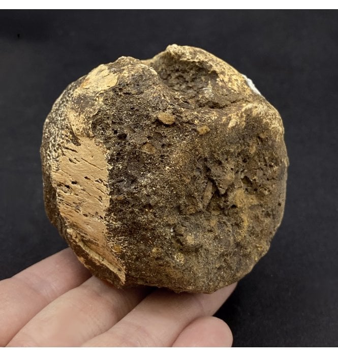 Cretaceous Dinosaur Ceratopsian Vertebra from Montana, USA (SKU V5793):- Triceratops horridus