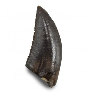Cretaceous Dinosaur (Dromeosaurid) Tooth from the Judith River Formation, Montana, USA (SKU V8948):- Saurornitholestes langstoni