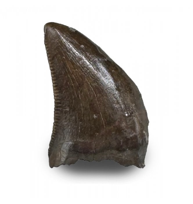 Cretaceous Dinosaur (Dromeosaurid) Tooth from the Judith River Formation, Montana, USA (SKU V8949):- Saurornitholestes langstoni
