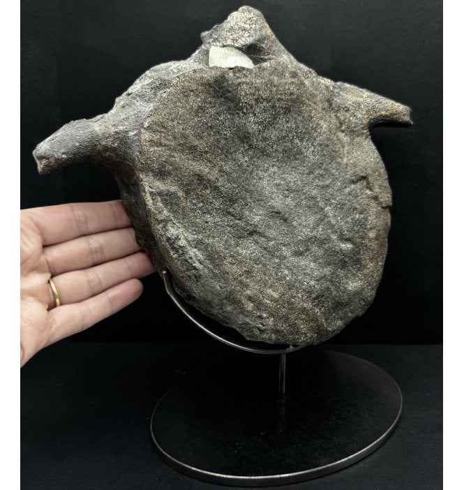 Cretaceous Dinosaur (Hadrosaur) Dorsal Vertebra from the Two Medicine Formation, Montana, USA (SKU V6397):- Maiasaura pebblesorum