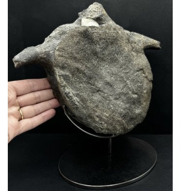 Cretaceous Dinosaur (Hadrosaur) Dorsal Vertebra from the Two Medicine Formation, Montana, USA (SKU V6397):- Maiasaura pebblesorum