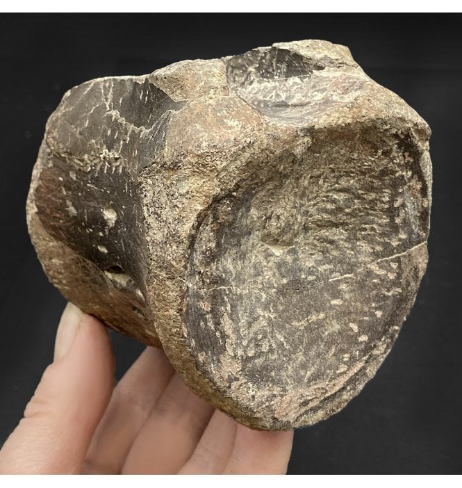 Cretaceous Dinosaur (Hadrosaur) Vertebra from the Two Medicine Formation, Montana, USA (SKU V5857):- Maiasaura pebblesorum