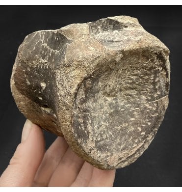 Cretaceous Dinosaur (Hadrosaur) Vertebra from the Two Medicine Formation, Montana, USA (SKU V5857):- Maiasaura pebblesorum