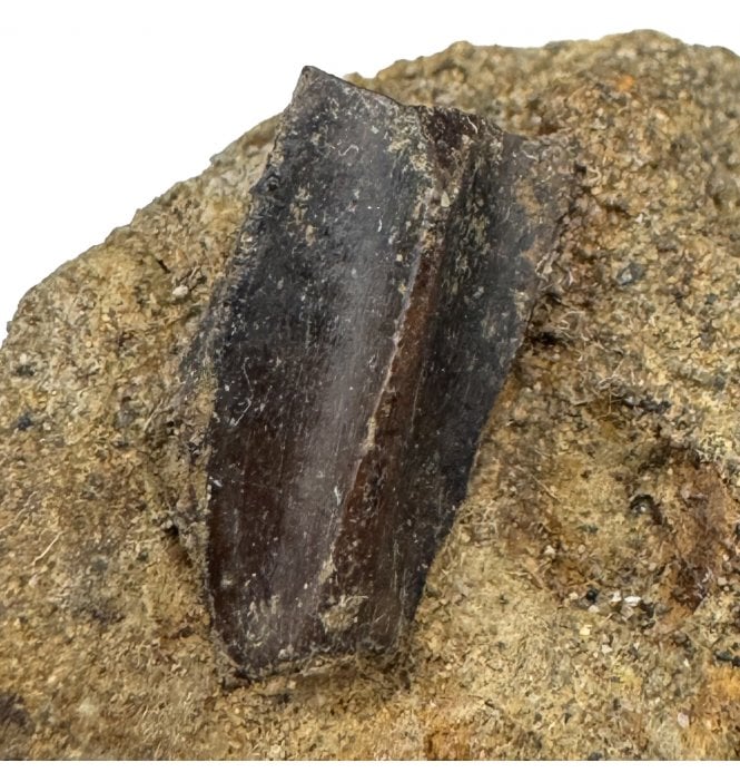 Cretaceous Dinosaur Hadrosaurus Tooth from South Dakota, USA (SKU V9083):- Edmontosaurus annectens