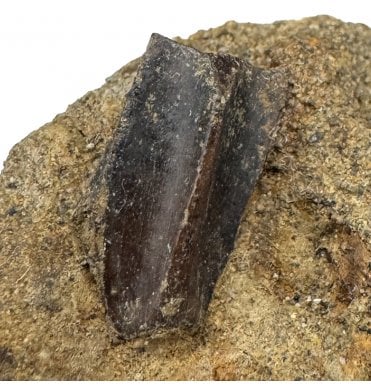 Cretaceous Dinosaur Hadrosaurus Tooth from South Dakota, USA (SKU V9083):- Edmontosaurus annectens