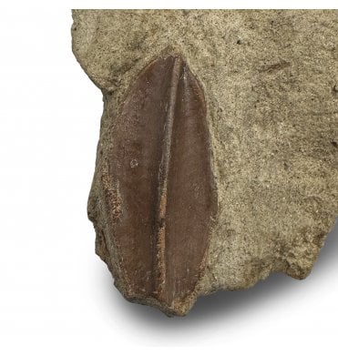 Cretaceous Dinosaur Hadrosaurus Tooth from South Dakota, USA (SKU V9084):- Edmontosaurus annectens