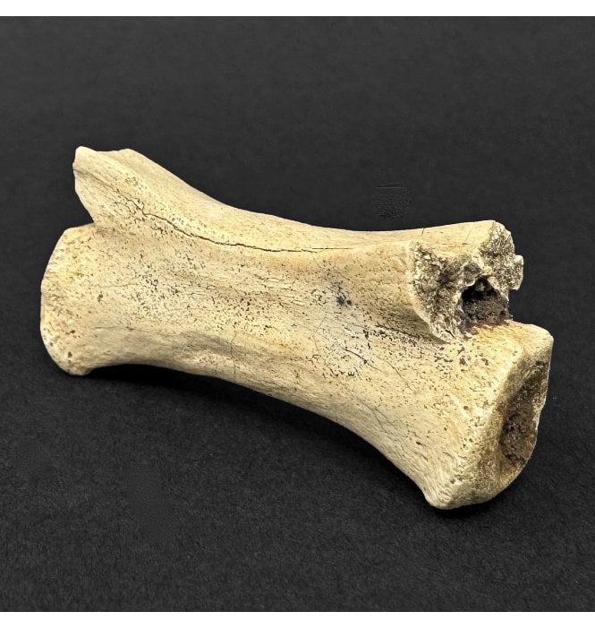 Cretaceous Dinosaur Ornithomimid Tail Vertebra from Horseshoe Canyon Formation, Alberta, Canada (SKU V9128):- Struthiomimus altus