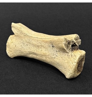 Cretaceous Dinosaur Ornithomimid Tail Vertebra from Horseshoe Canyon Formation, Alberta, Canada (SKU V9128):- Struthiomimus altus