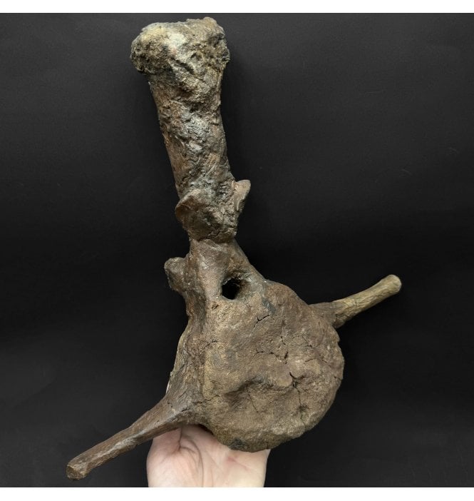 Cretaceous Dinosaur Triceratops Dorsal Vertebra from Montana, USA (SKU V9241):- Triceratops horridus