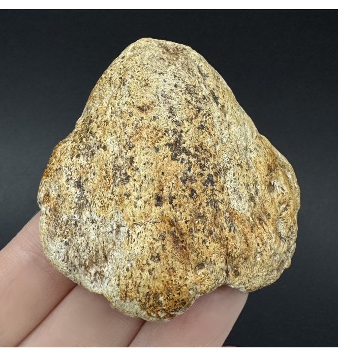 Cretaceous Dinosaur Triceratops Epijugal Cheek Bone from Montana, USA (SKU V9075):- Triceratops horridus