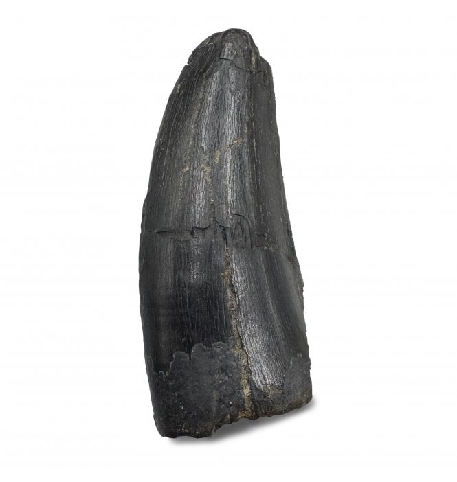 Cretaceous Dinosaur (Tyrannosaur) Tooth from the Two Medicine Formation, Montana, USA (SKU V8443):- Daspletosaurus horneri