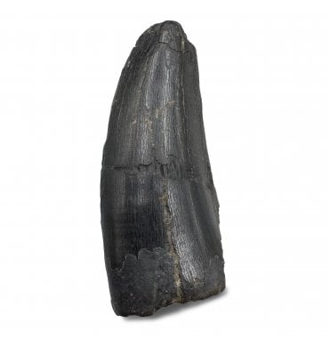 Cretaceous Dinosaur (Tyrannosaur) Tooth from the Two Medicine Formation, Montana, USA (SKU V8443):- Daspletosaurus horneri