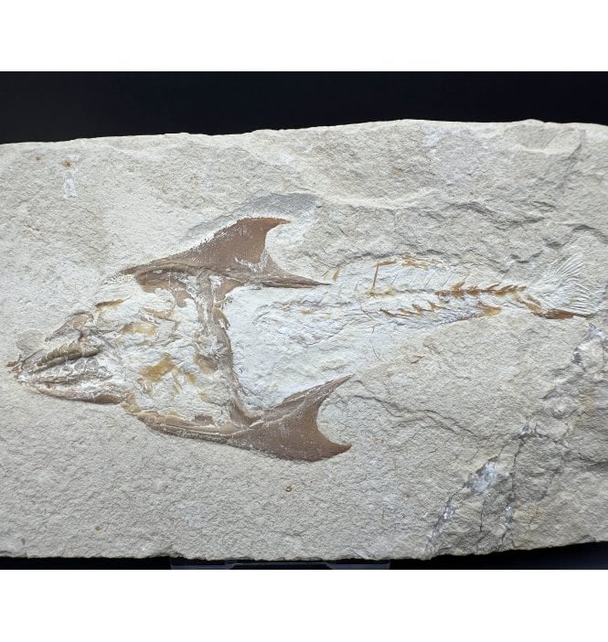 Cretaceous Fish from Lebanon, Middle East (SKU V8391):- Coccodus insignis