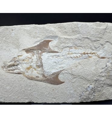 Cretaceous Fish from Lebanon, Middle East (SKU V8391):- Coccodus insignis