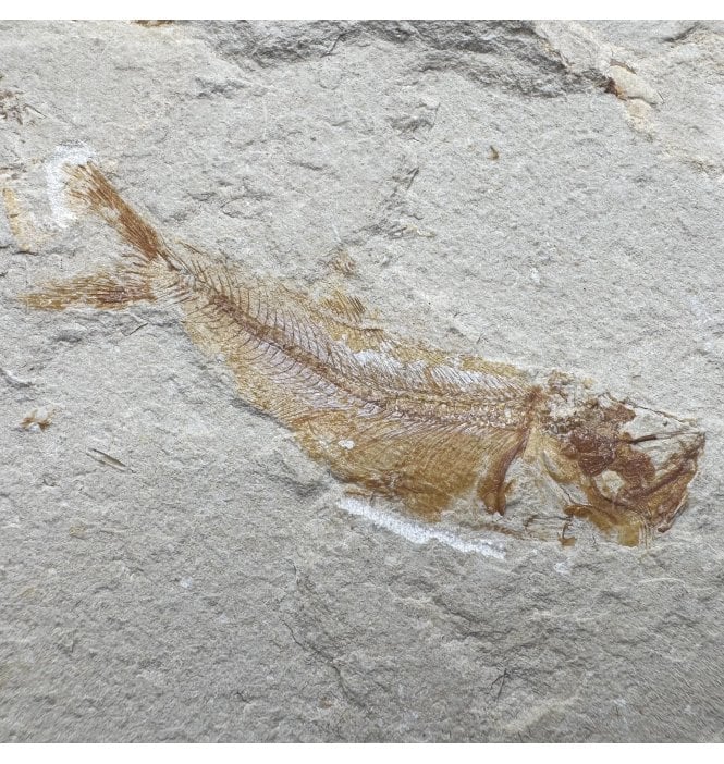 Cretaceous Fossil Fish from the Lebanon, Middle East (SKU V8924):- Davichthys gardneri