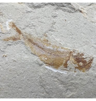 Cretaceous Fossil Fish from the Lebanon, Middle East (SKU V8924):- Davichthys gardneri