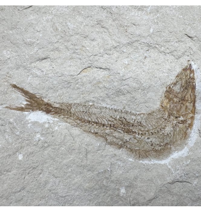 Cretaceous Fossil Fish from the Lebanon, Middle East (SKU V8925):- Scombroclupea macrophtalma