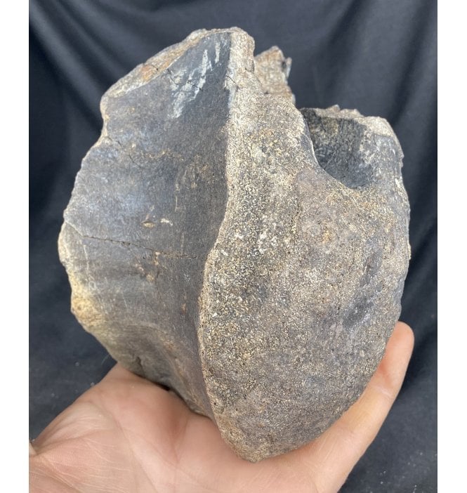 Cretaceous Hadrosaur Dinosaur Vertebra from Two Medicine Formation, USA (SKU V2277):- Hypacrosaurus cf. stebingeri