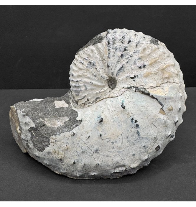 Cretaceous Heteromorphic Ammonite from South Dakota, USA (SKU A4727):- Discoscaphites conradi