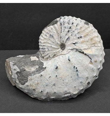 Cretaceous Heteromorphic Ammonite from South Dakota, USA (SKU A4727):- Discoscaphites conradi