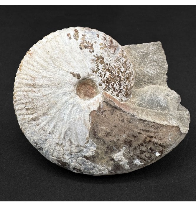 Cretaceous Heteromorphic Ammonite from South Dakota, USA (SKU A4783):- Discoscaphites conradi