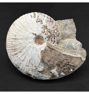 Cretaceous Heteromorphic Ammonite from South Dakota, USA (SKU A4783):- Discoscaphites conradi