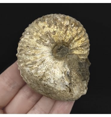Cretaceous Heteromorphic Ammonite from The Pierre Shales, South Dakota, USA (SKU A2470):- Jeletzkytes spedeni