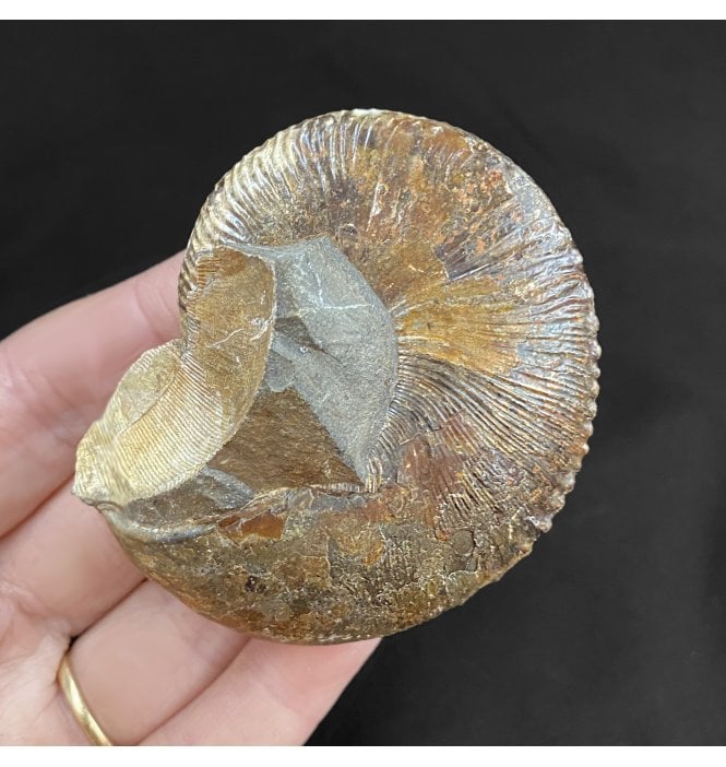 Cretaceous Heteromorphic Ammonite from The Pierre Shales, USA (SKU A1807):- Hoploscaphites nicolletii