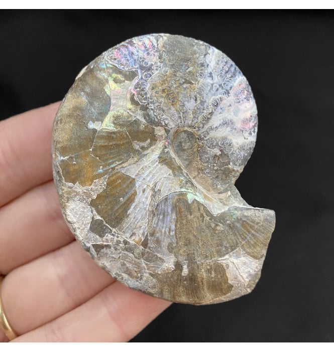Cretaceous Heteromorphic Ammonite from The Pierre Shales, USA (SKU A1808):- Hoploscaphites nicolletii