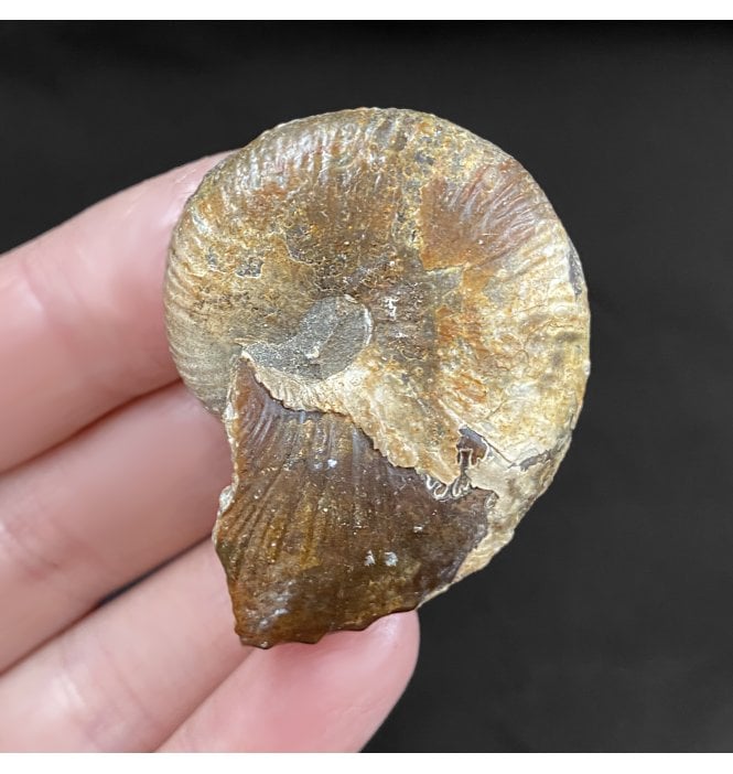Cretaceous Heteromorphic Ammonite from The Pierre Shales, USA (SKU A1809):- Hoploscaphites nicolletii