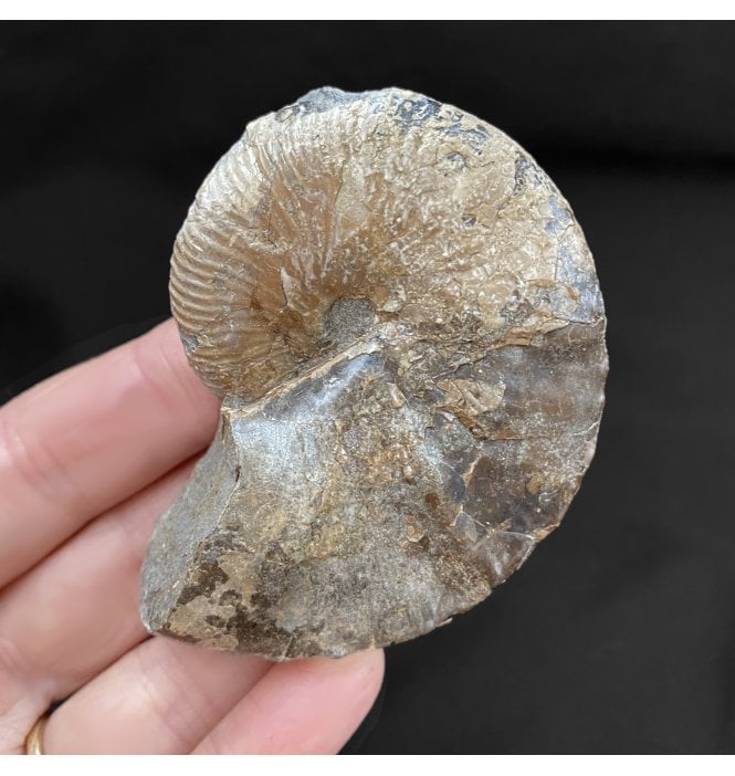 Cretaceous Heteromorphic Ammonite from The Pierre Shales, USA (SKU A1810):- Hoploscaphites nicolletii
