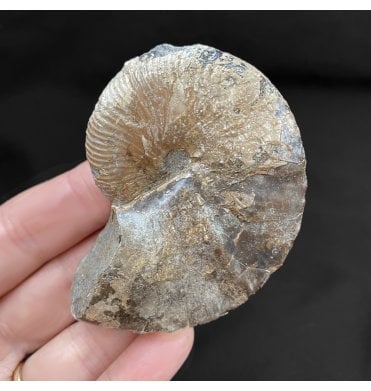 Cretaceous Heteromorphic Ammonite from The Pierre Shales, USA (SKU A1810):- Hoploscaphites nicolletii