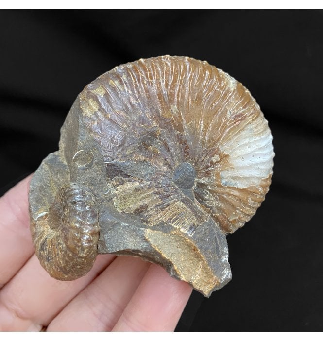 Cretaceous Heteromorphic Ammonite from The Pierre Shales, USA (SKU A1814):- Hoploscaphites nicolletii