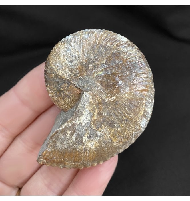 Cretaceous Heteromorphic Ammonite from The Pierre Shales, USA (SKU A1816):- Hoploscaphites nicolletii
