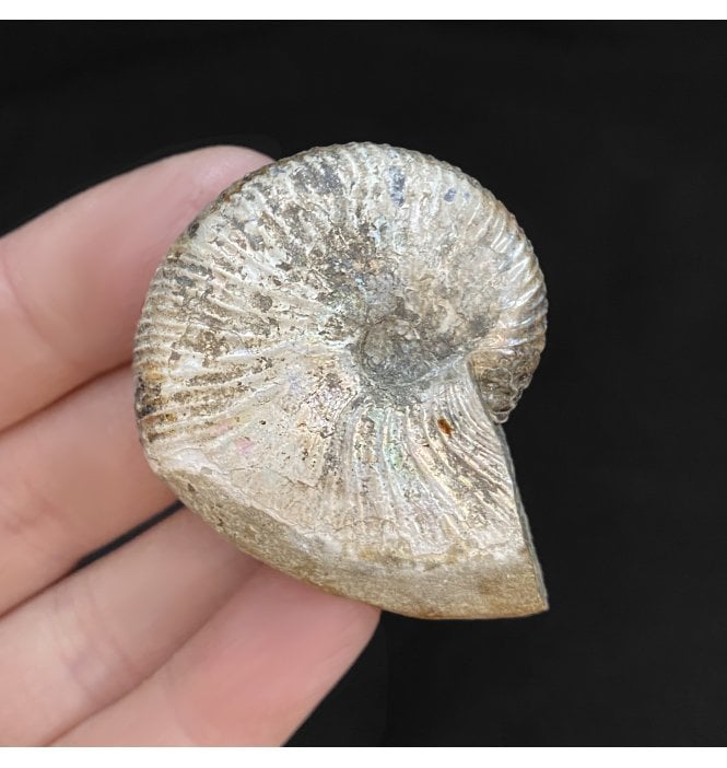 Cretaceous Heteromorphic Ammonite from The Pierre Shales, USA (SKU A1817):- Hoploscaphites nicolletii