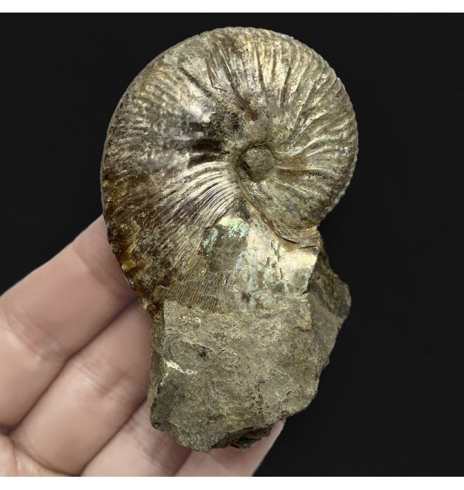 Cretaceous Heteromorphic Ammonite from The Pierre Shales, USA (SKU A2475):- Hoploscaphites nicolletii