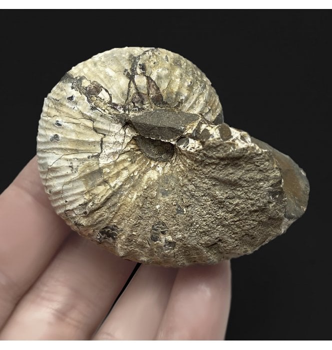 Cretaceous Heteromorphic Ammonite from The Pierre Shales, USA (SKU A2476):- Jeletzkytes spendeni