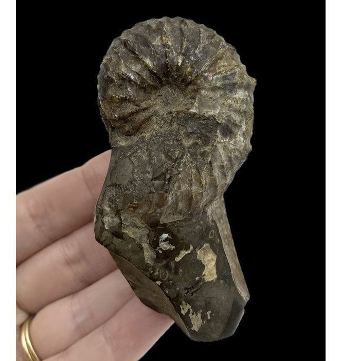 Cretaceous Heteromorphic Ammonite from The Pierre Shales, USA (SKU A2751):- Jeletzkytes spendeni